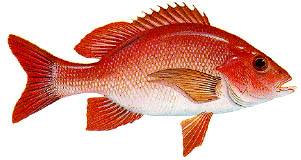 Snapper