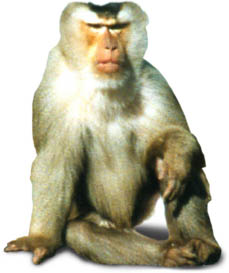 Primate