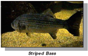 Striped Bass