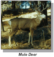 Deer
