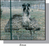 Emus