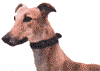 Greyhound Photo