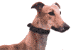 Greyhound Photo