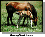 Horse & Kid
