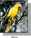 Macaw