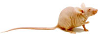 mouse