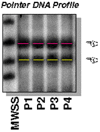 Pointer DNA Profile