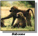 Baboons