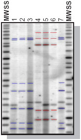 Python DNA - Photo and data courtesy of Roussis Reptiles