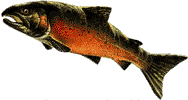 Coho Salmon