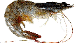 Shrimp