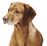 Vizsla Photo