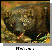 Wolverine